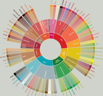 Cómo usar la rueda de sabores del café de especialidad (sin volverte loco)